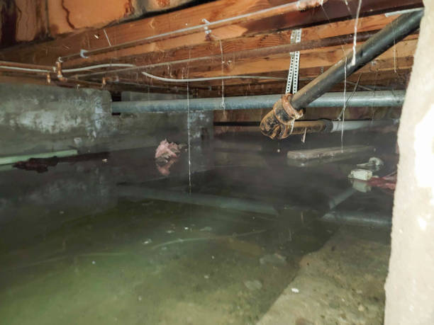 Best Mold removal after water damage  in Fort Bliss, TX